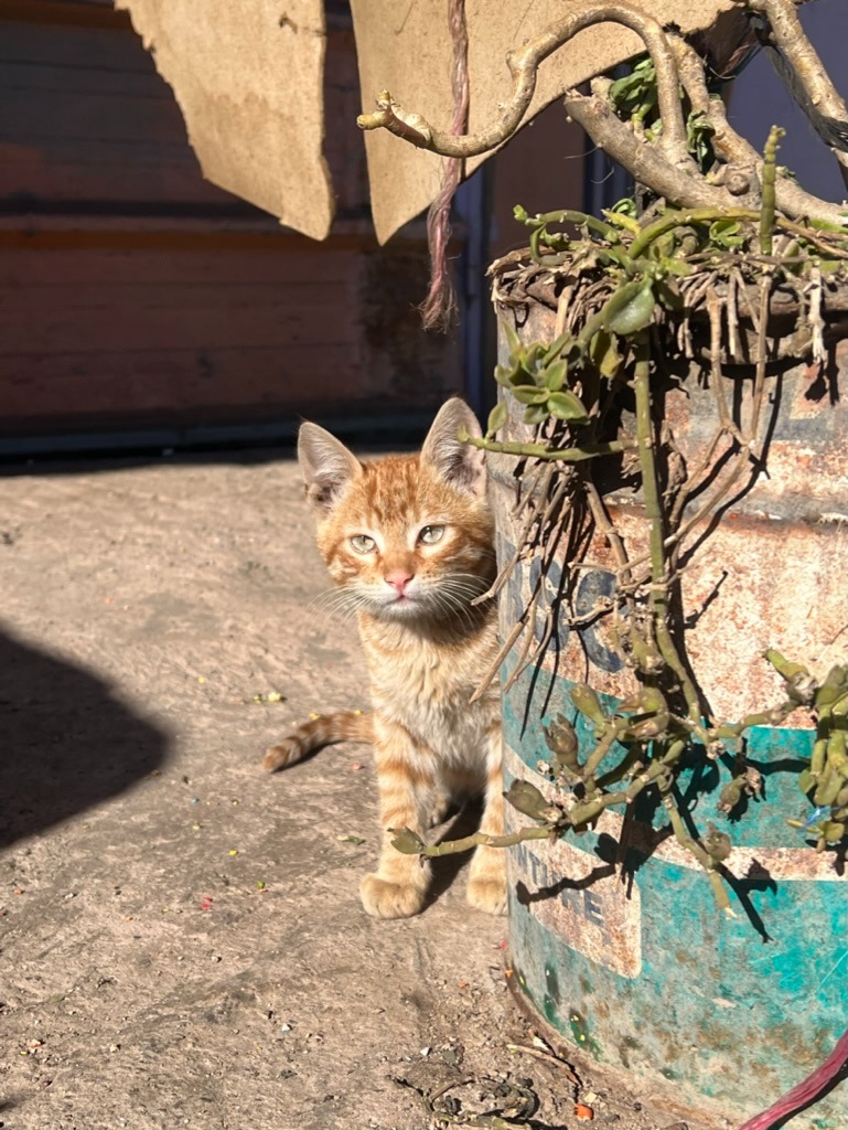 Вот вам симпатишный мароканский котик