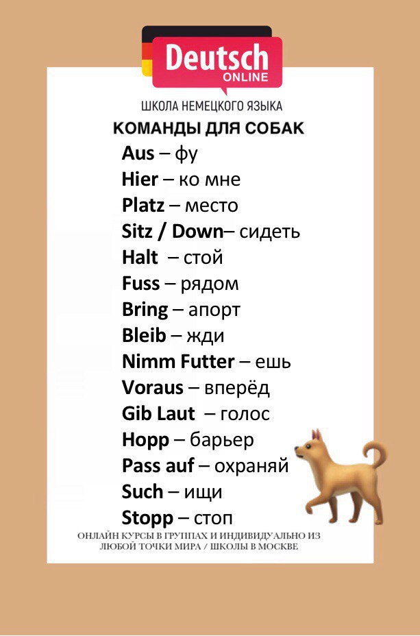Список команд для собак. Команды для собак список. Команды для собак на немецком языке. Команды для собак список на немецком. Список команд для собак названия.