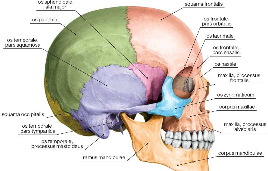 Какой отдел преобладает в черепе. Подвисочная ямка черепа. Кости лицевого черепа. Мозговая часть черепа. Ямки черепа.