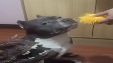 Enseñando a un pitbull a no morder los juguetes
