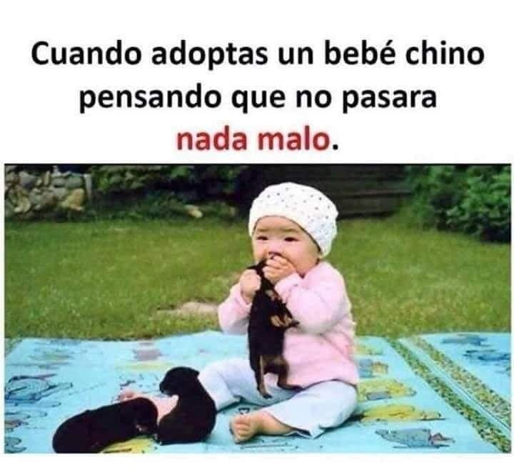 Cuando adoptas a un bebé chino y tienes perros