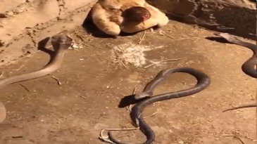 Una gallina protegiendo a sus pollitos de las serpientes