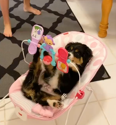 Un bebé perrito