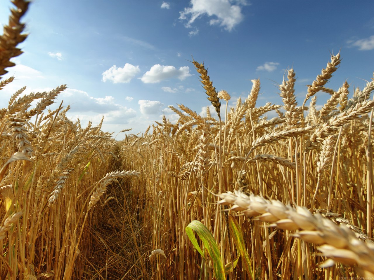 Рентабельность сельхозпроизводства в РФ в 2018 году повысилась на полпроцента