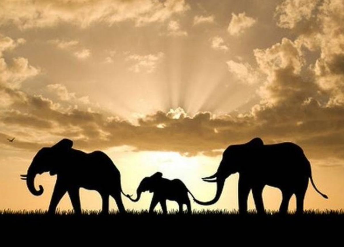 Слоны идут друг за другом