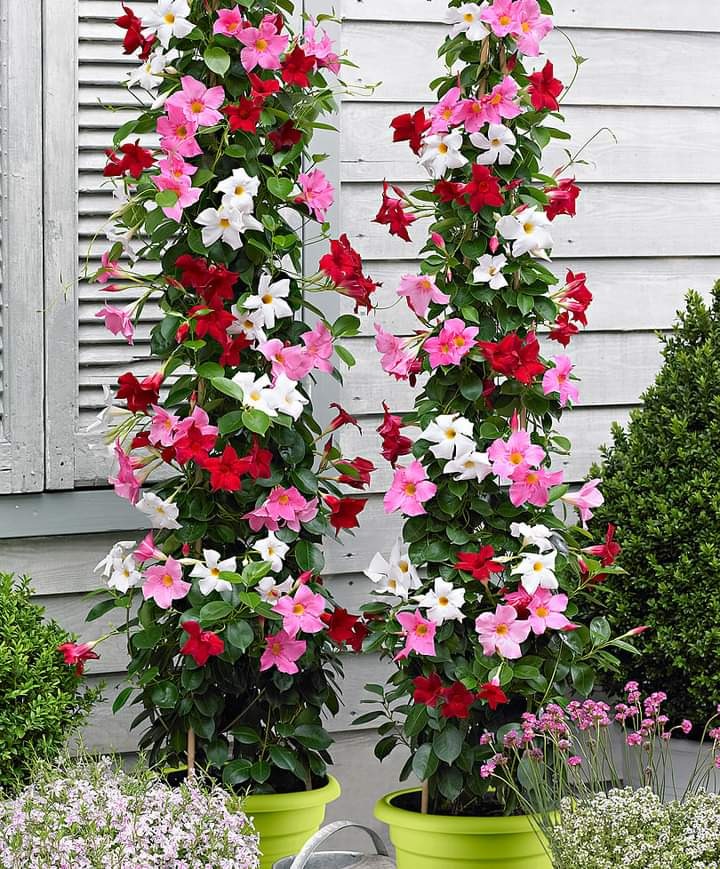 МАНДЕВИЛЛА – Telegraph