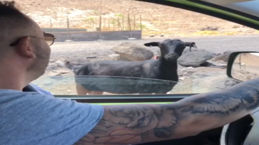 Hablando con las cabras en Fuerteventura