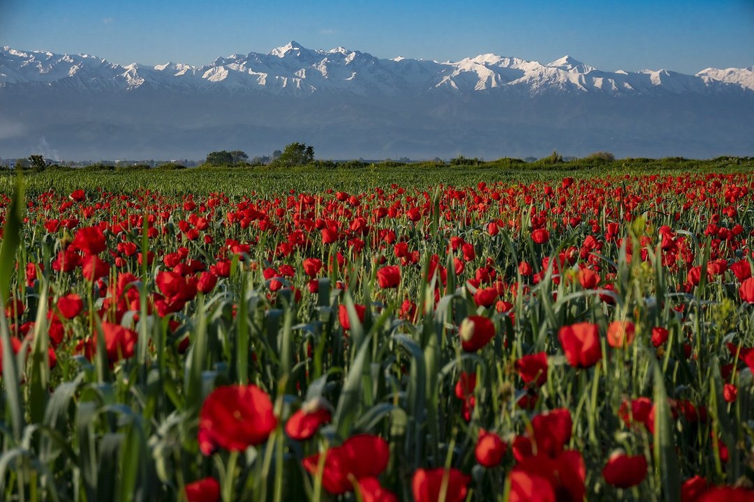 Маковые поля в Алатау Казахстана фотографии