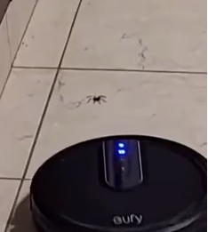 iRobot contra araña