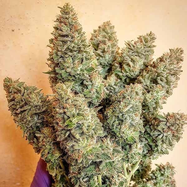 Lord Kush Fem DELICIOUS SEEDS Telegraph