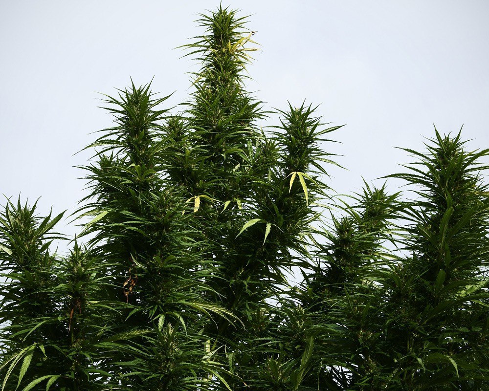 Южная конопля цена семян марихуаны