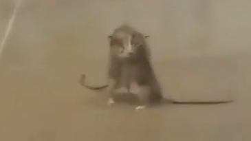 Dos ratas peleando en una almacén