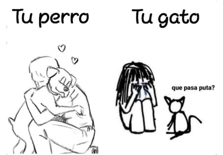 Diferencia entre un pero y un gato