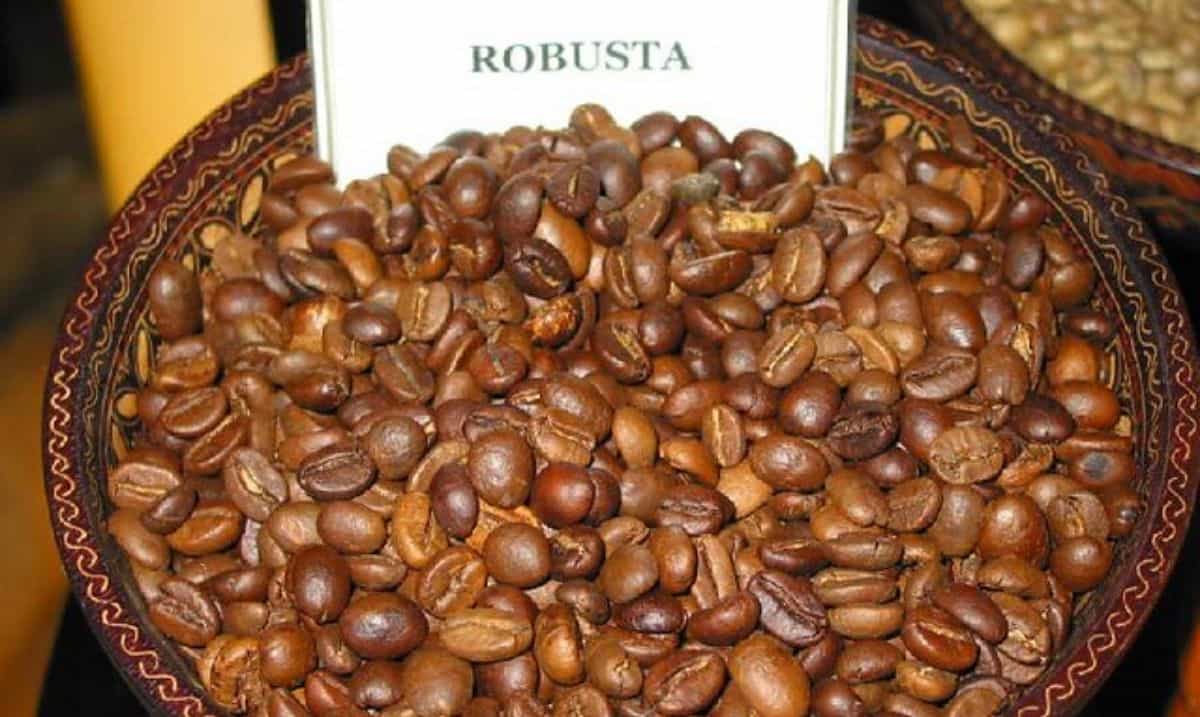 Лучшие зерна арабики. Кофе Арабика и Робуста. Сорта кофе Арабика. Кофе зерновой Арабика и Робуста. Робуста (Coffea canephora).