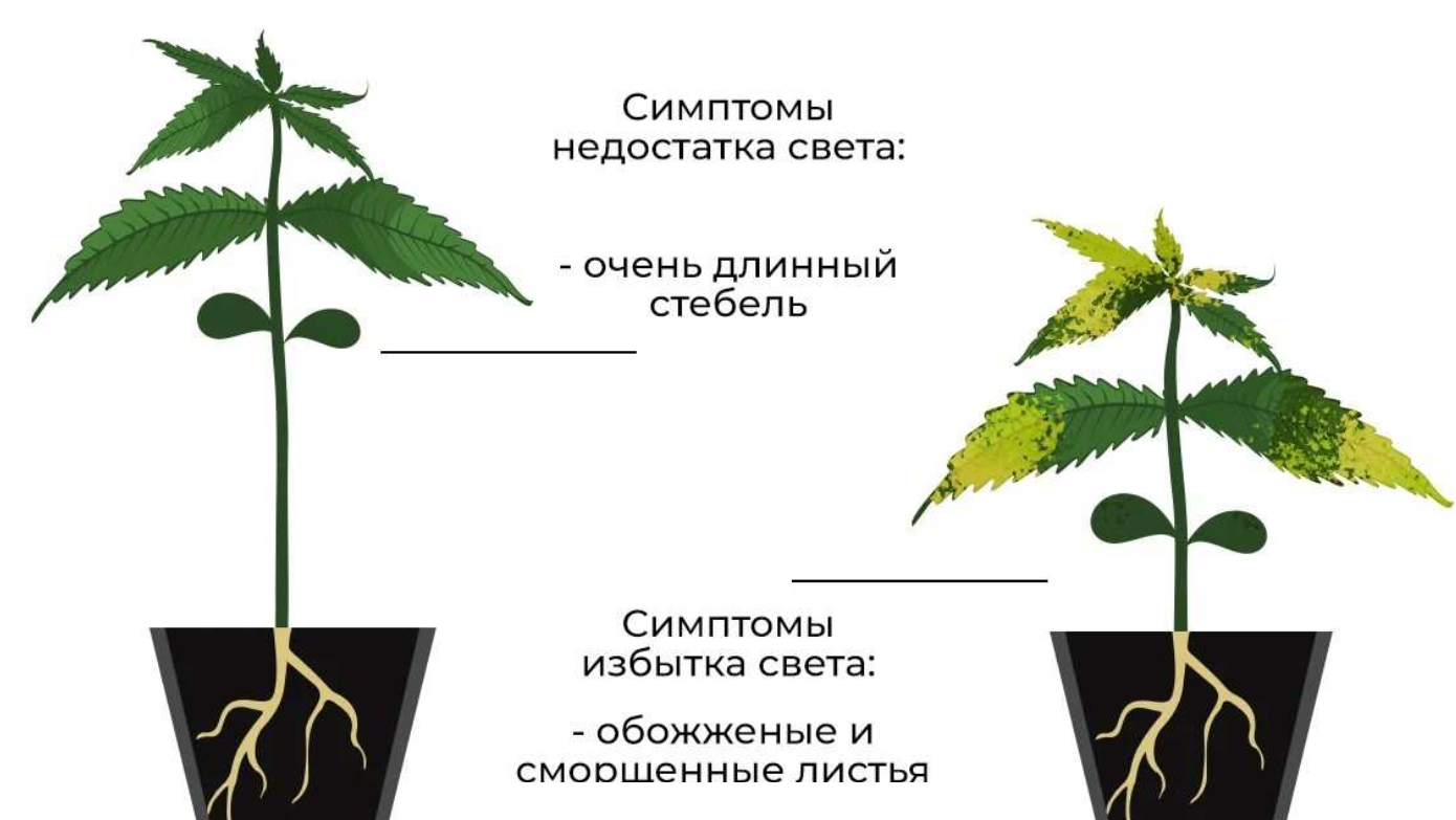 Нижний лист. Болезни конопли рассады. Пасынки у конопли. Листик рассады. Канабис сохнут нижние листья.