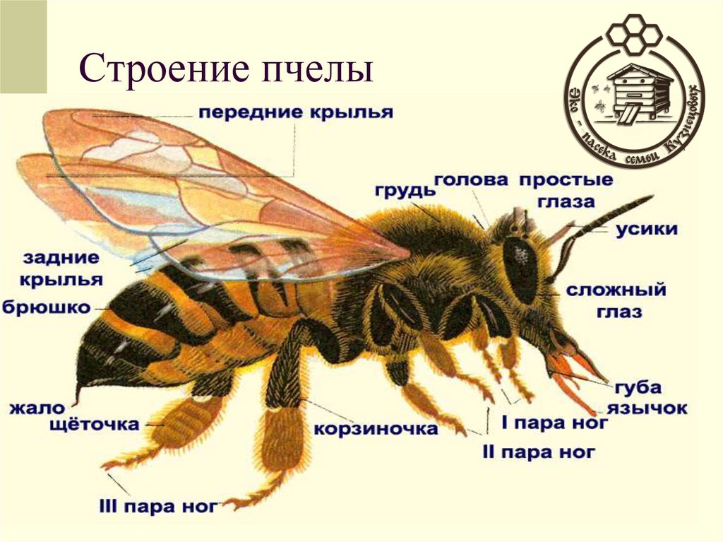 Отделы тела пчелы медоносной. Эко пасека Кузнецовых.