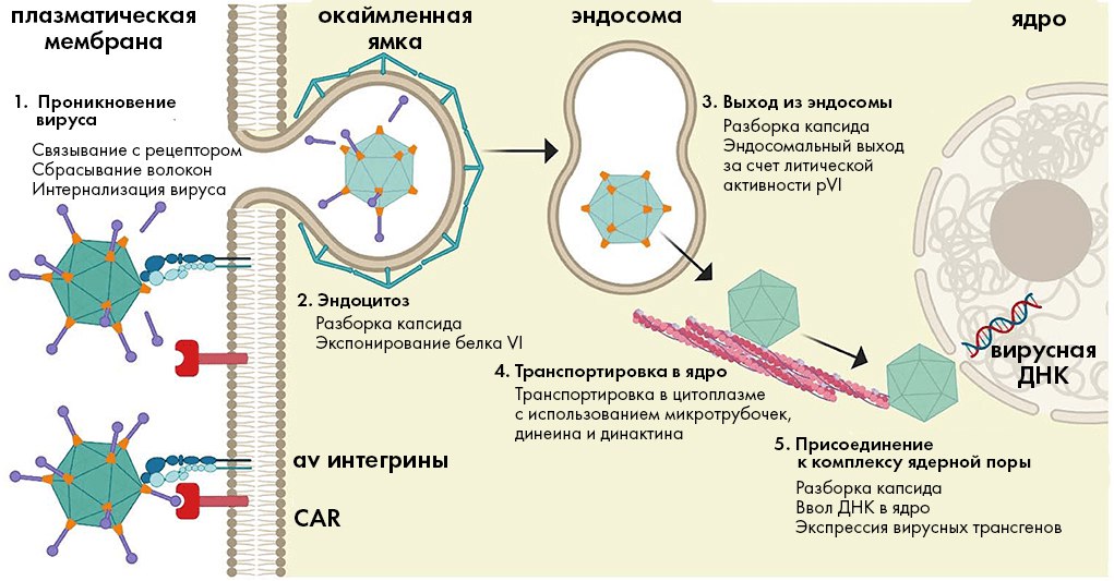 У вирусов есть ядро. Ядро вируса. Пути проникновения вирусов в клетку. Проникновение вируса гриппа в клетку. Связывание вируса с рецепторами клетки.