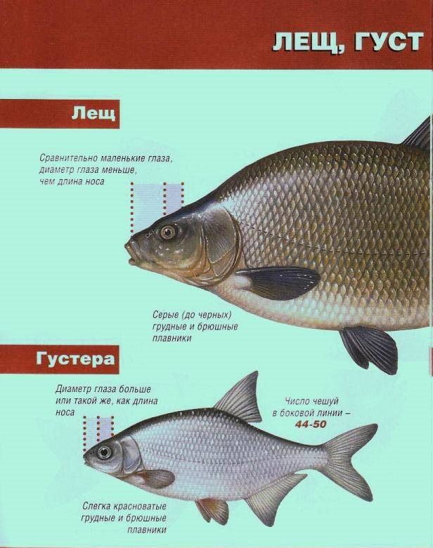 Чем отличается лещ от густеры по внешнему признаку фото