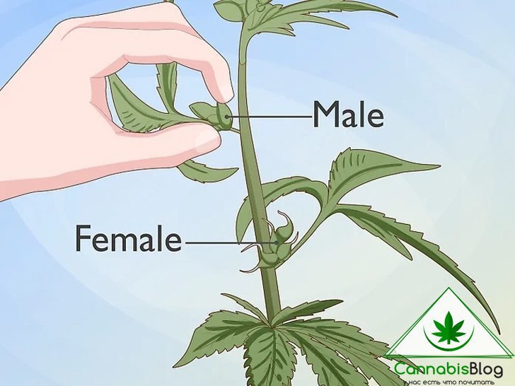 мужской и женский пол марихуаны