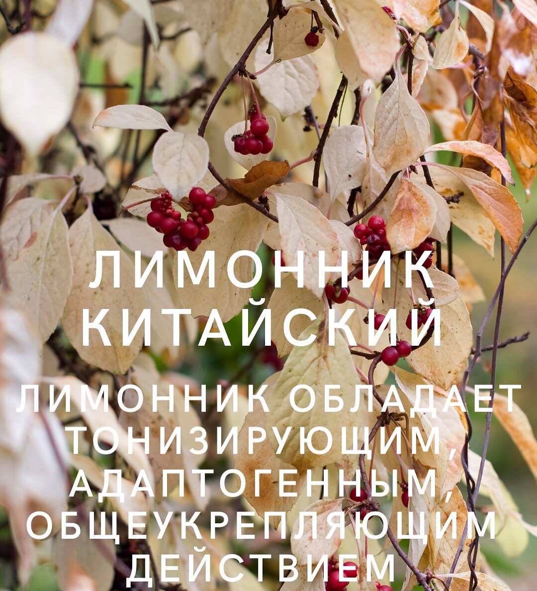 Лимонник китайский – Telegraph