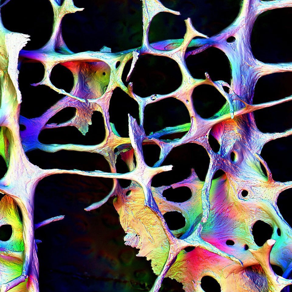 Микрофотография клетки человека