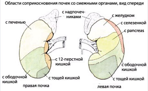 Рентгеноанатомия почек – Telegraph