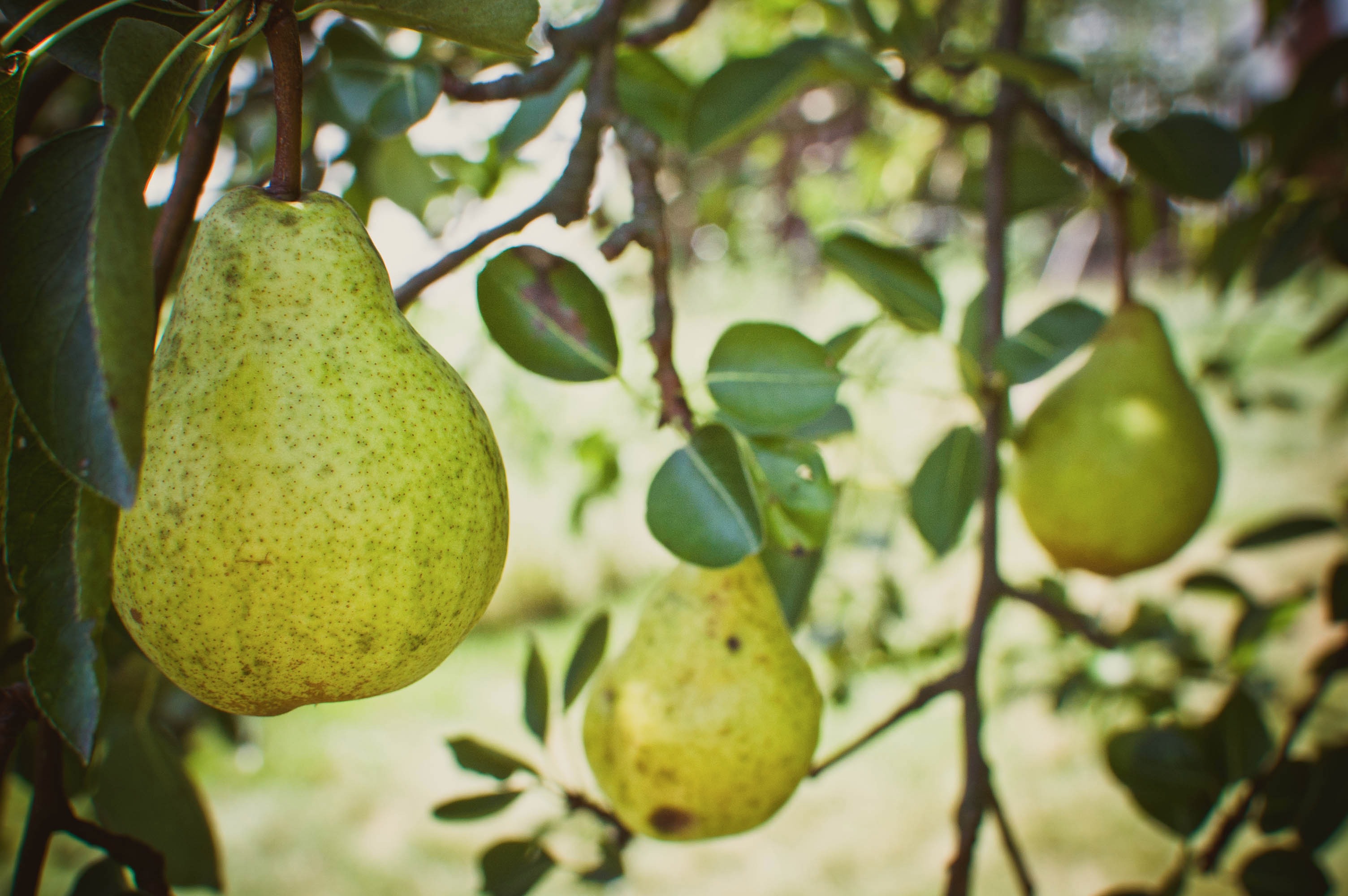 Dost fruit. Акаи фрукт. Fruit bearing. Bear Fruits. Энап фрукт.