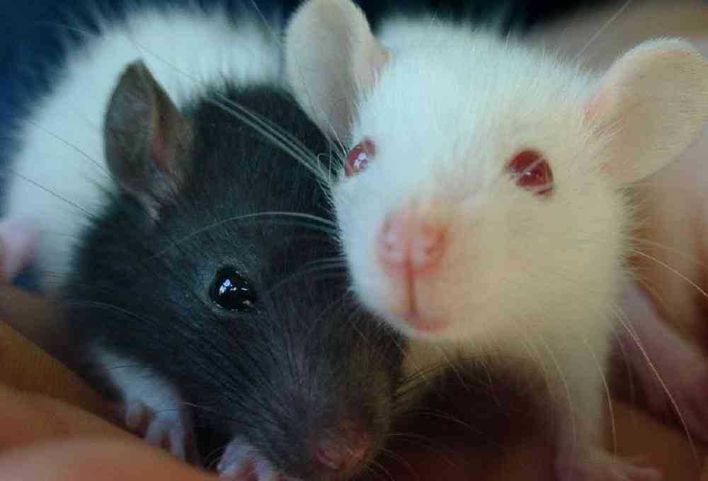 К чему снятся мыши маленькие серые много. Лабораторные мыши. Лабораторные маленькие мыши. Нос мышки.