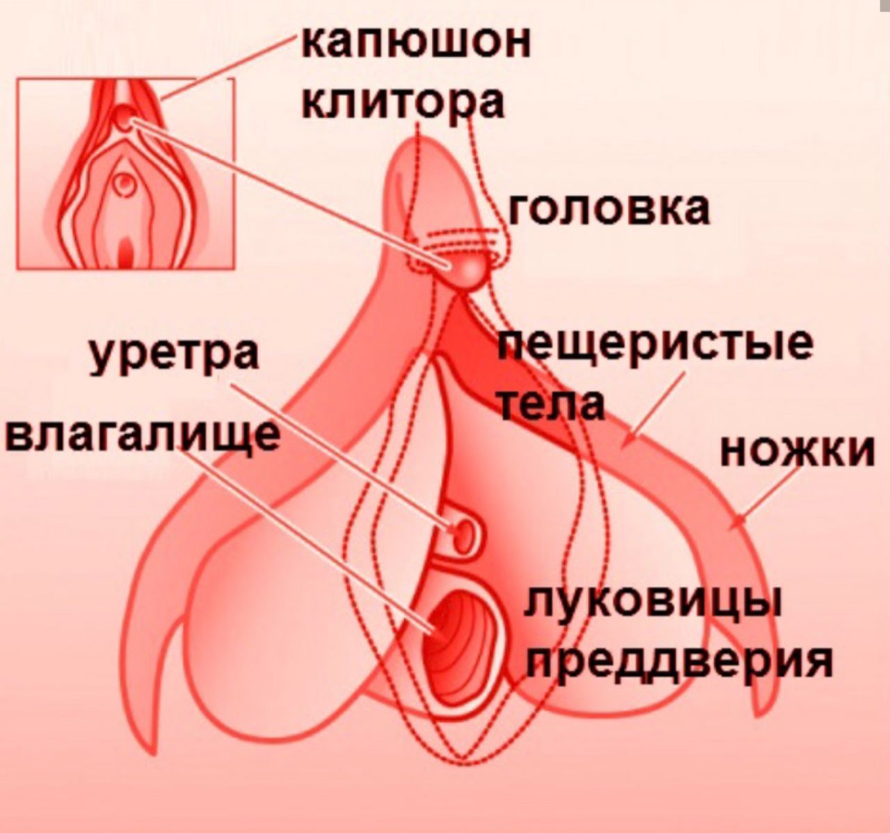 какие существуют виды женского оргазма фото 51