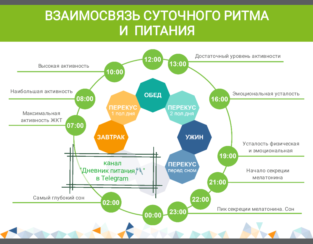 Схема циркадного ритма человека биологические часы и примерный суточный ритм органов