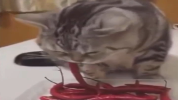 Gato comiendo picante