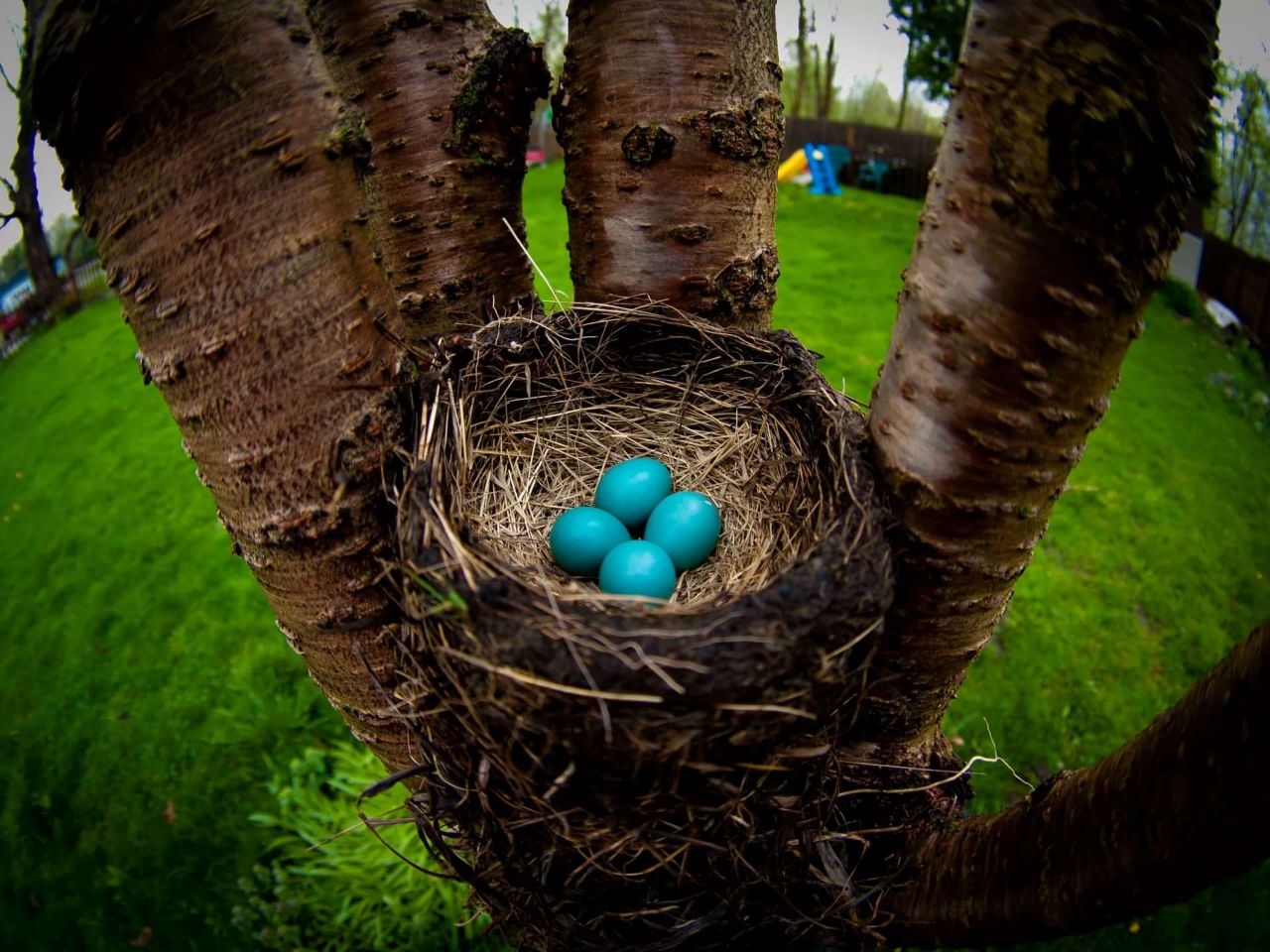 Гнездо на низком дереве с синими яйцами