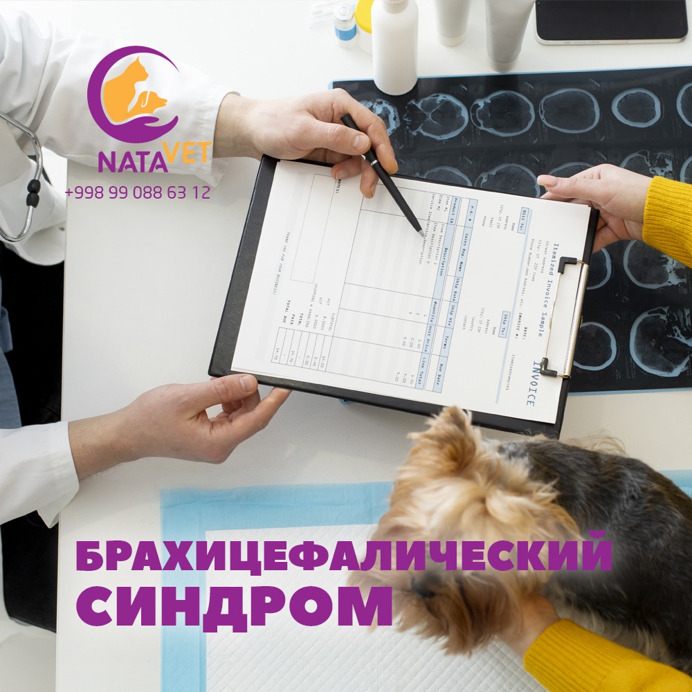 Брахицефалический синдром – Telegraph