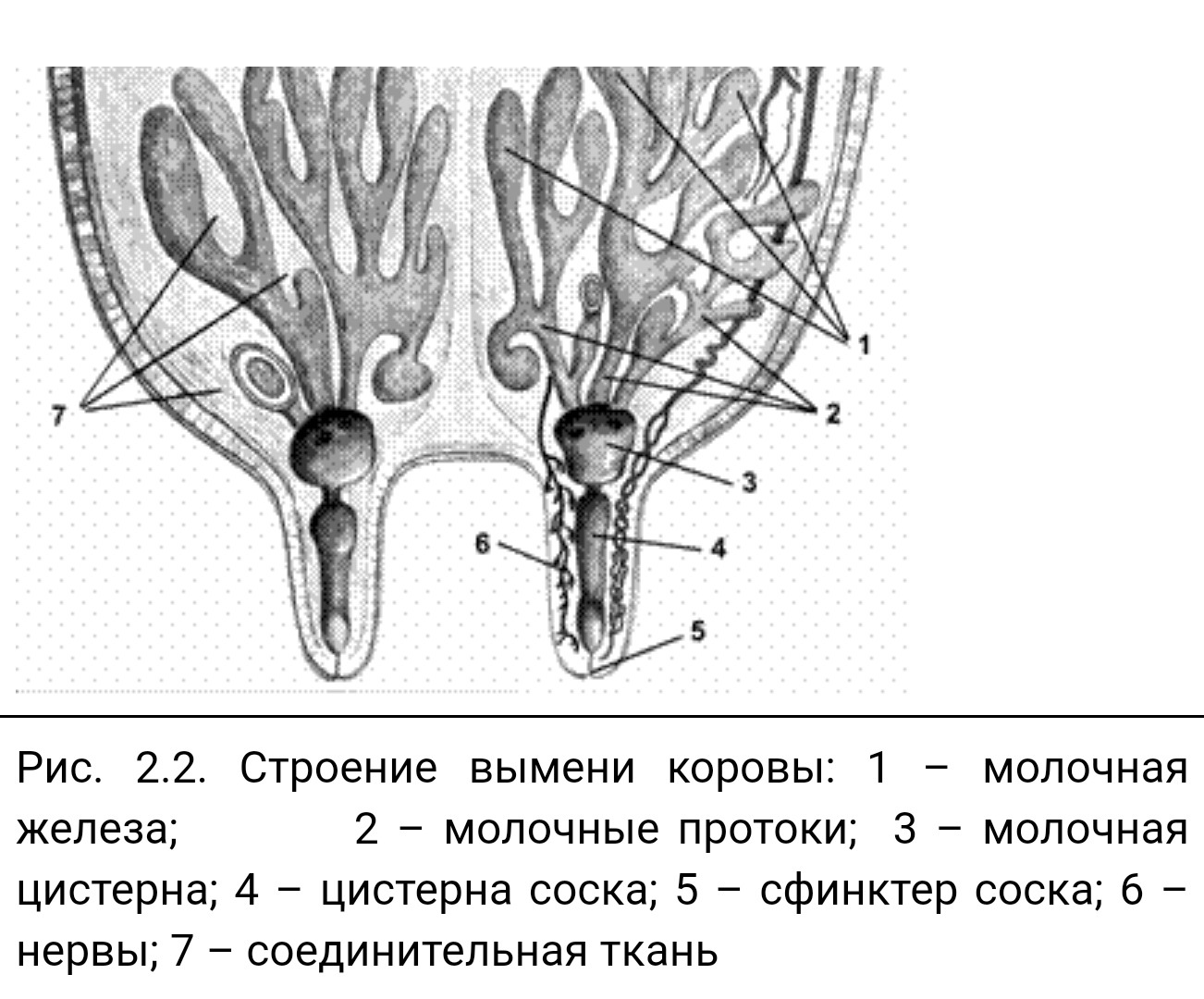 Молочные железы коровы. Анатомия молочной железы коровы. Схема строения вымени коровы. Вымя коровы анатомия.