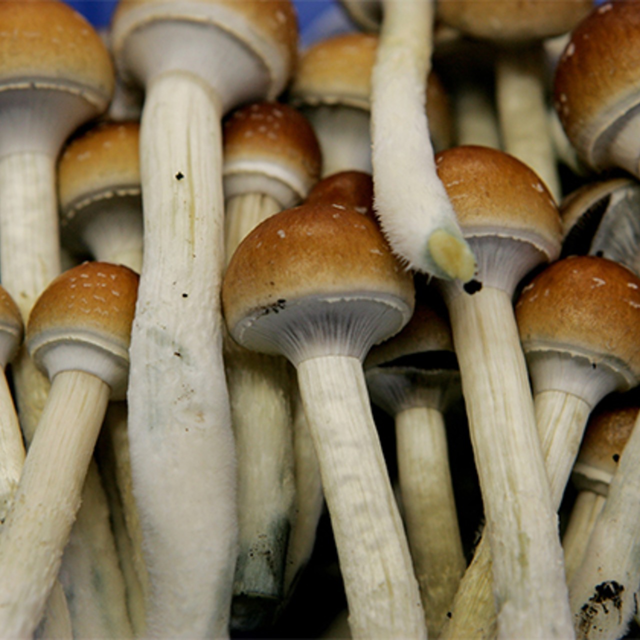 Mushed Shrooms Kingdom