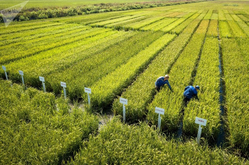 Кубань увеличила урожай риса в 2019 году на 27%