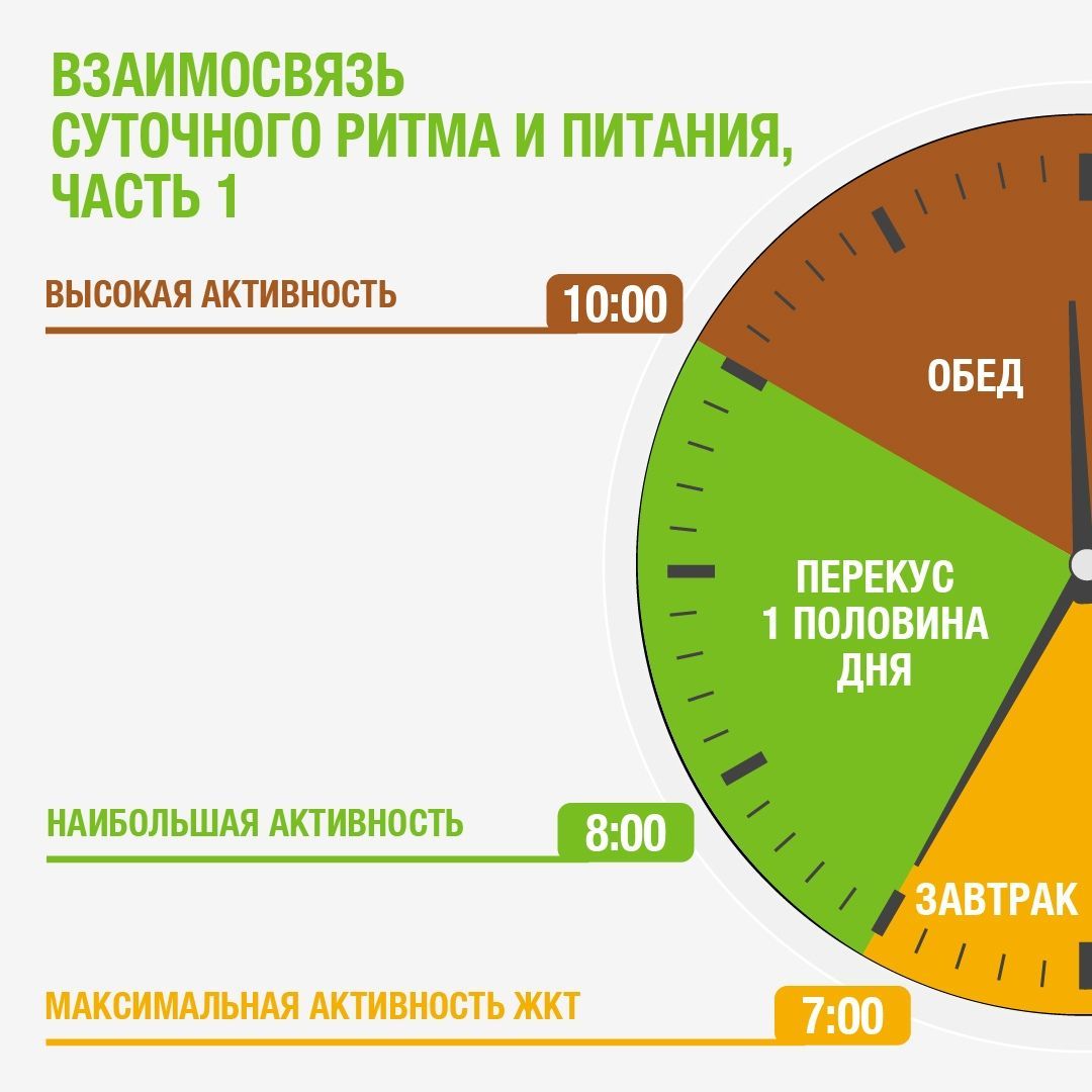 Схема циркадного ритма человека биологические часы и примерный суточный ритм органов