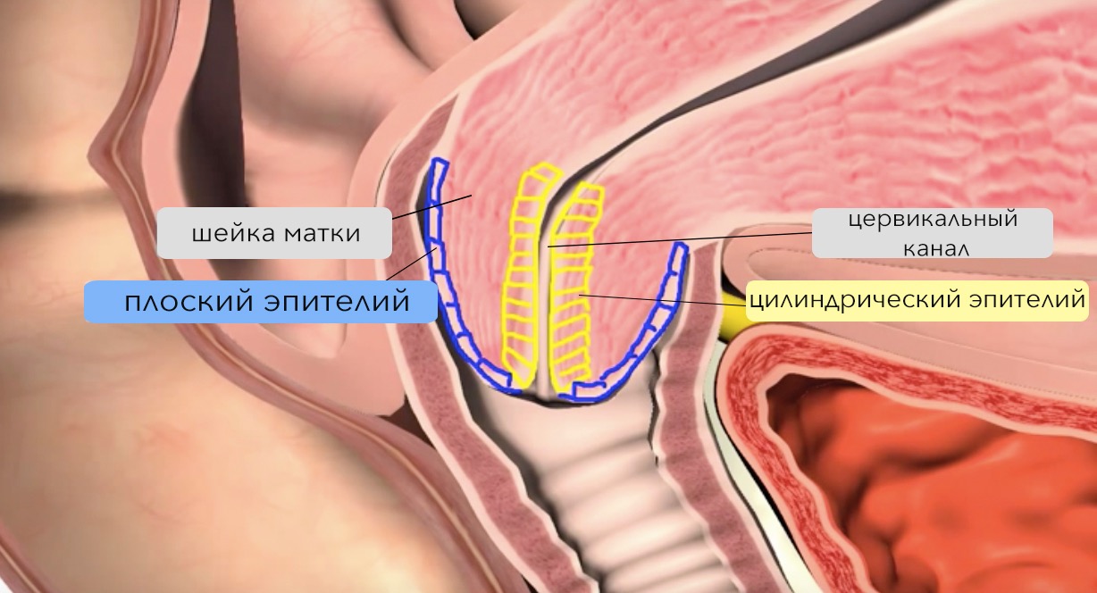 Где находится шейка матки картинка