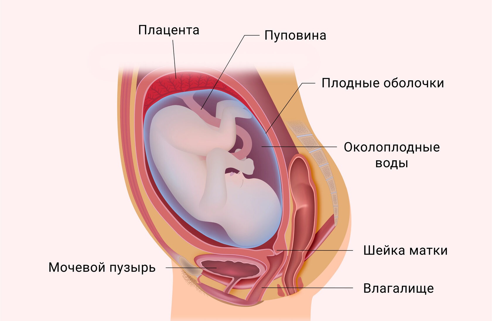Можно Ли Секс При Низкой Плацентации