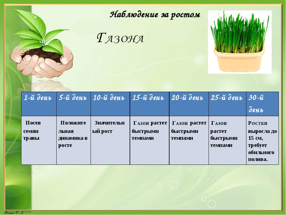 Корни 1 мая. Наблюдение за ростом растений. Календарь наблюдений за растениями. Дневник наблюдений за ростом. Наблюдения за растениями в саду.