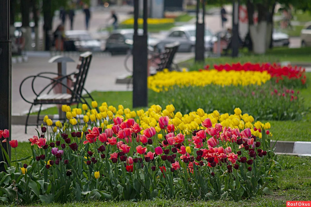 Фото с тюльпанами на улице. Аллея тюльпанов в Белгороде. Парк тюльпанов в Белгороде. Белгород тюльпаны 2022. Весенний Белгород.