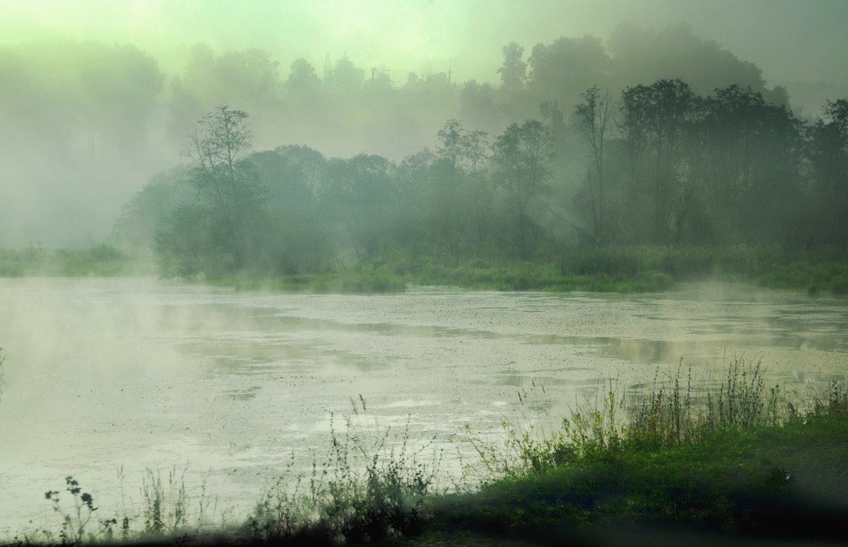 Дождь болотного. Стригино болото туман. Болота в тумане. Туман над болотом. Туманное болото.