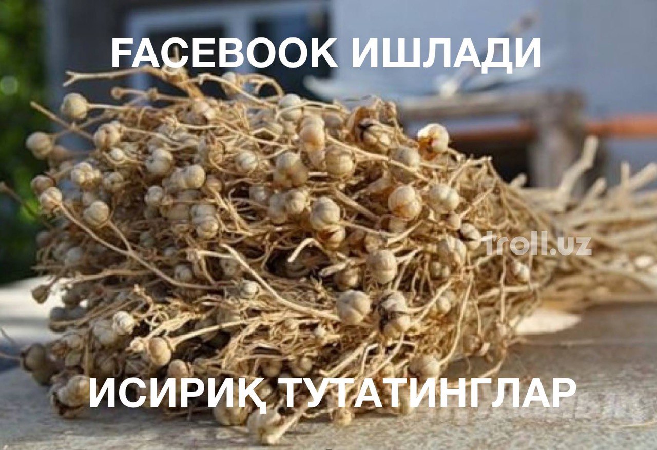 Х оту. Гармала ВЕДЬМИНА трава. Гармала обыкновенная. Гармала Исирик. Гармала(исрык).