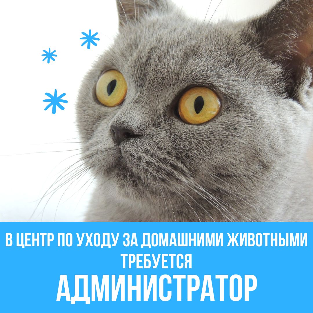 котоматограф или синемяу / котофильм. кото компания. кото компания. несколько котов. много кошек.