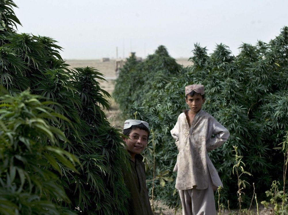 Афганскую марихуану курить коноплю