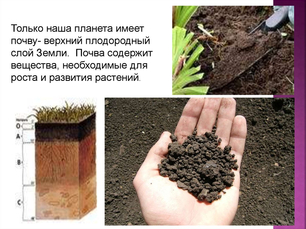 Где живет почва