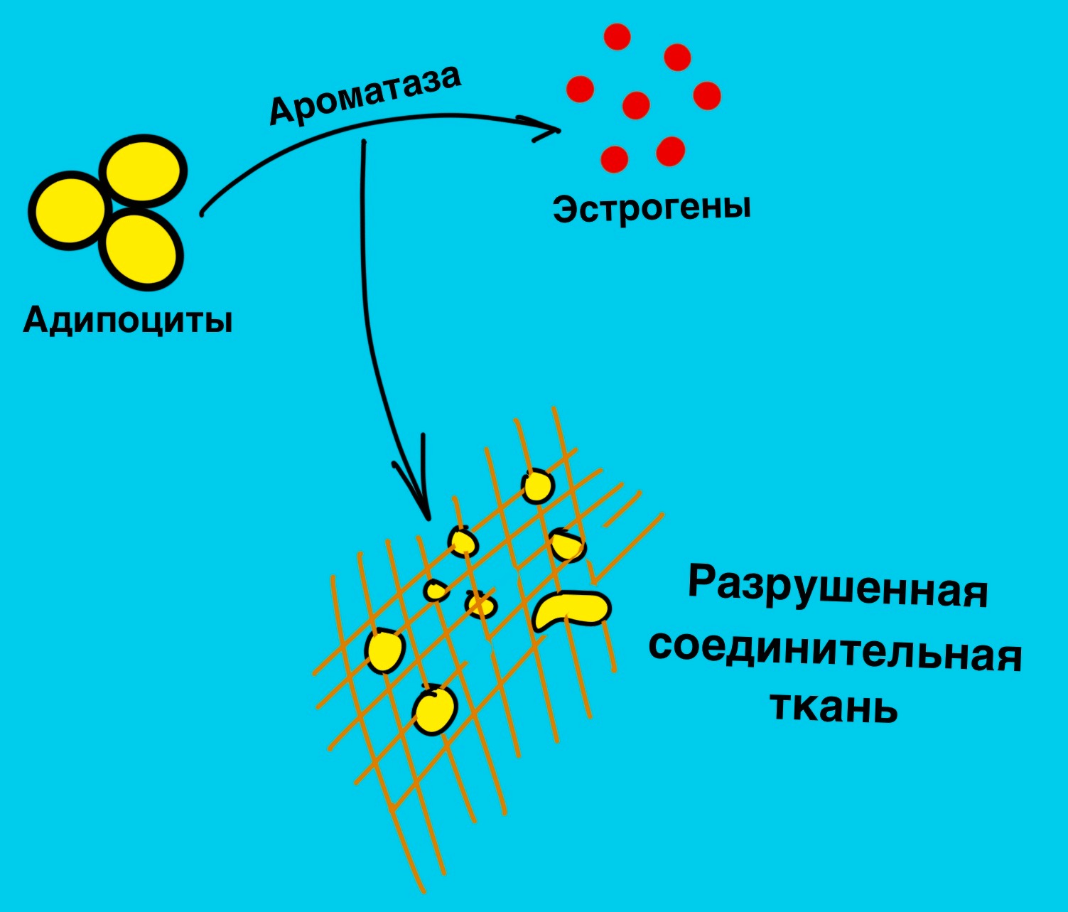 Целлюлит – Telegraph