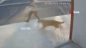 Perro provoca accidente fatal