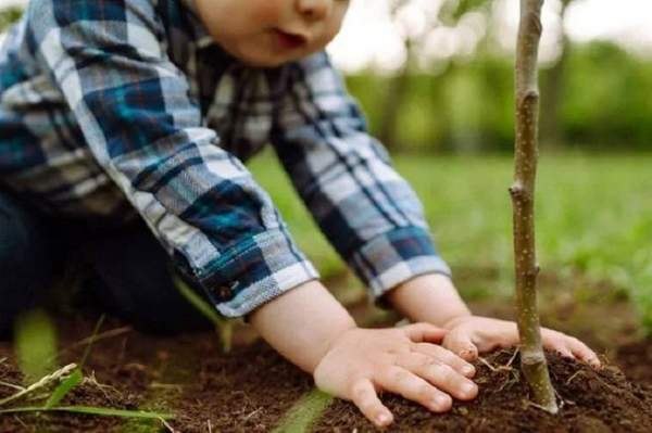 Акции «Подари ребёнку дерево» пройдет в Хабаровске