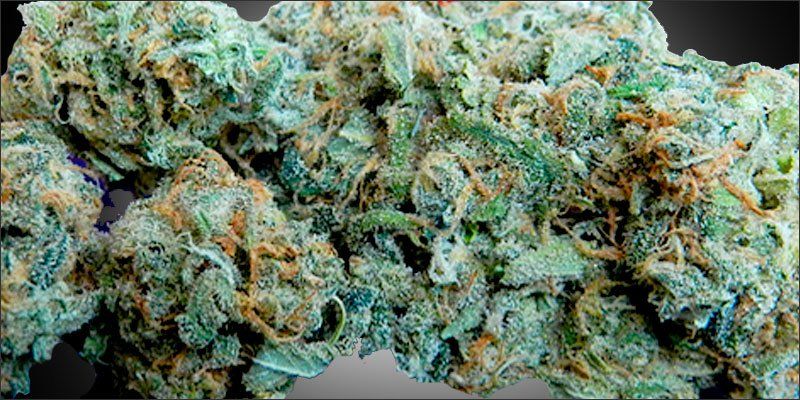 Blue dream. Blue Dream 3000г. USA Weed shop Blue Dream. Blue Dream 3 кг. Blue Dream webcam.